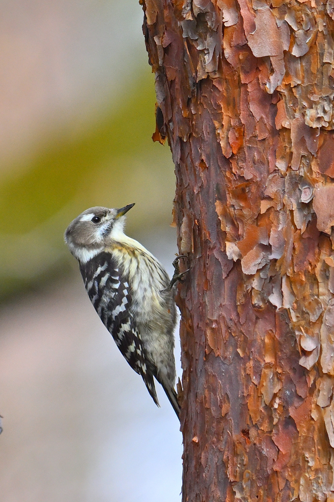森のアイドル？