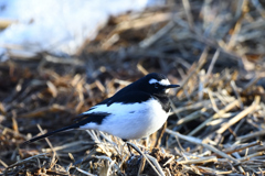 セグロセキレイ