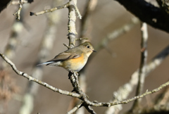 ジョウビタキ♀