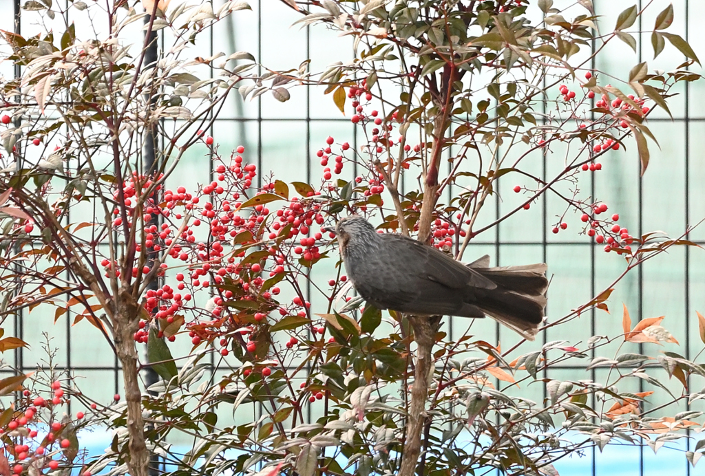 南天とヒヨドリ