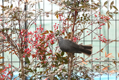 南天とヒヨドリ