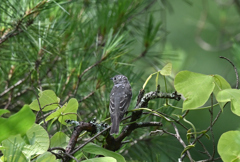 サメビタキ220725