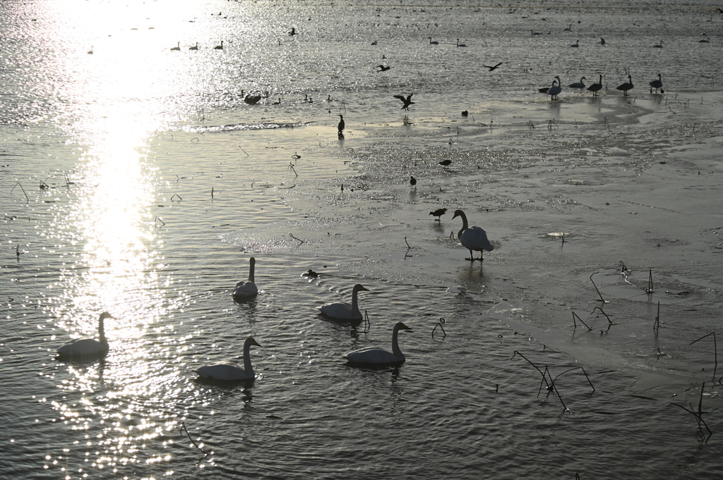 氷上の白鳥