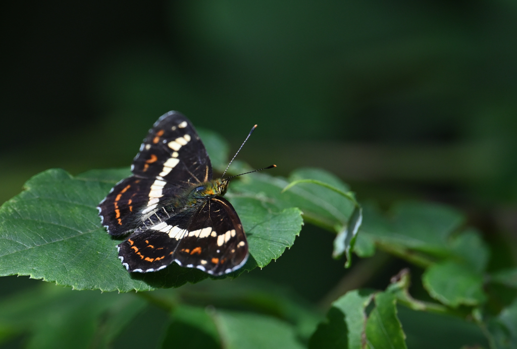 サカハチチョウ220824