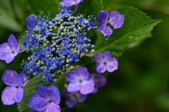 ガクアジサイ2-220709