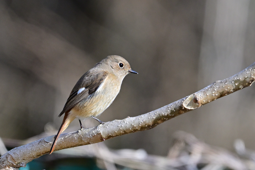 ジョウビダキ♀240301
