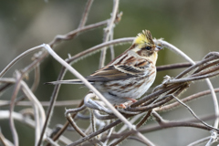 ミヤマホオジロ