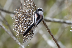 ごちそういっぱい