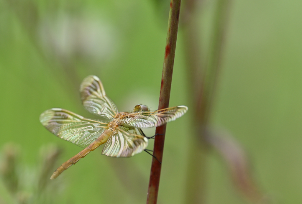 ミヤマアカネ220902
