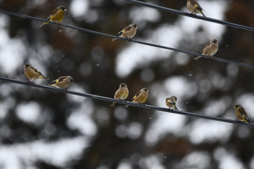 カワラヒワの団体
