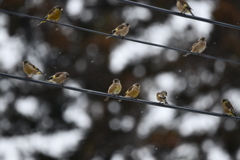 カワラヒワの団体