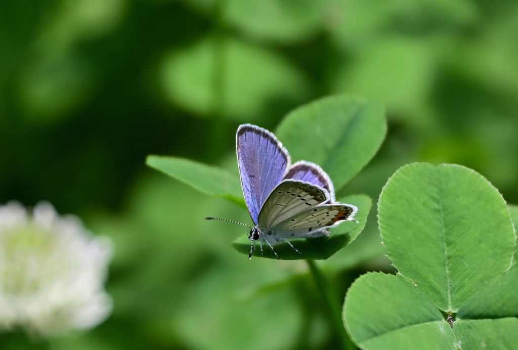 ツバメシジミ220708