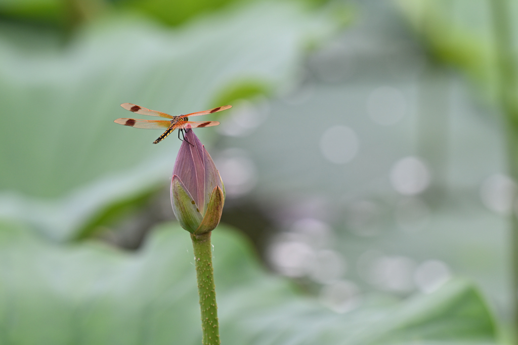 ハスとトンボ240707