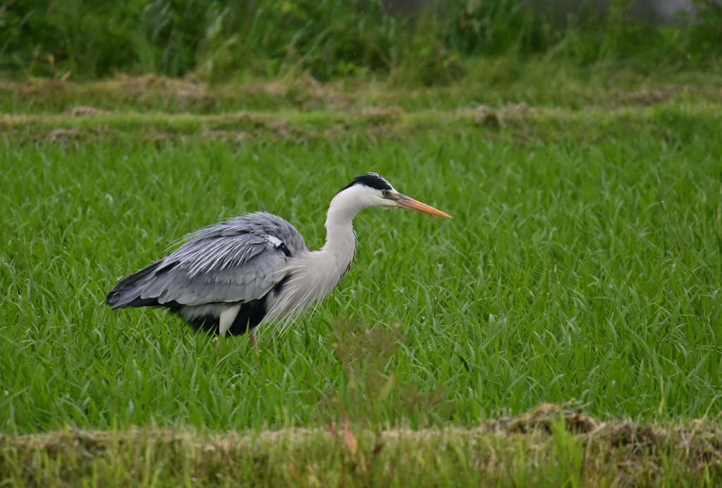 雨の中の訪問者