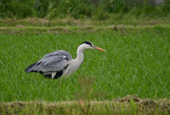 雨の中の訪問者