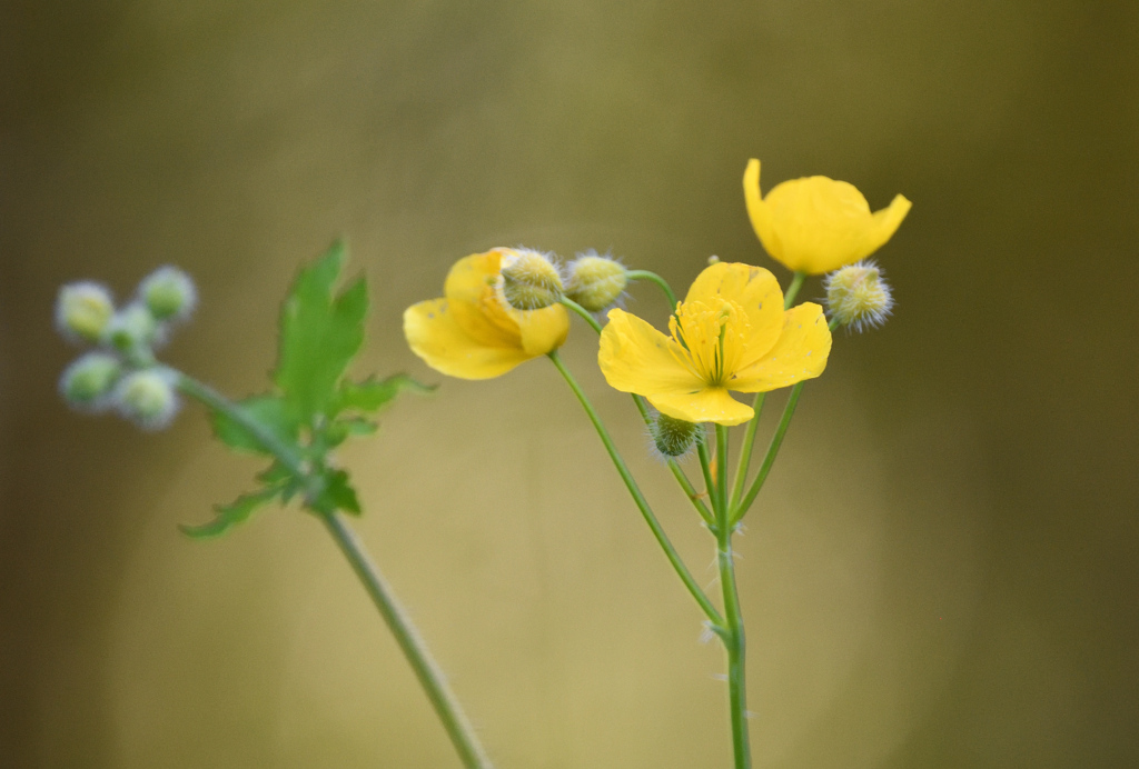 クサノオウ220503