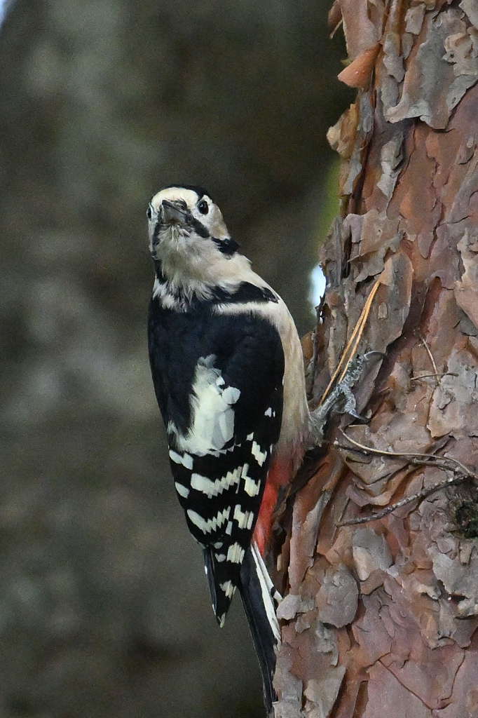 アカゲラ