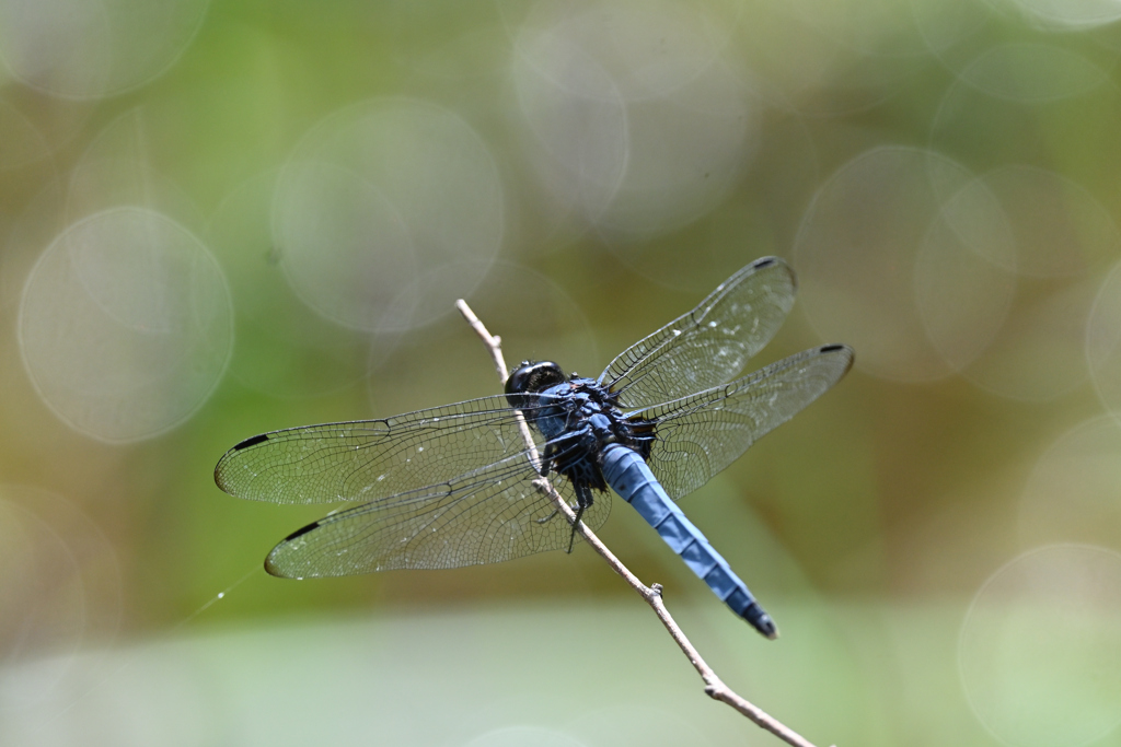 オオシオカラトンボ220725