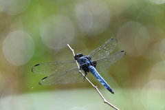 オオシオカラトンボ220725