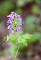 ムラサキケマン220503