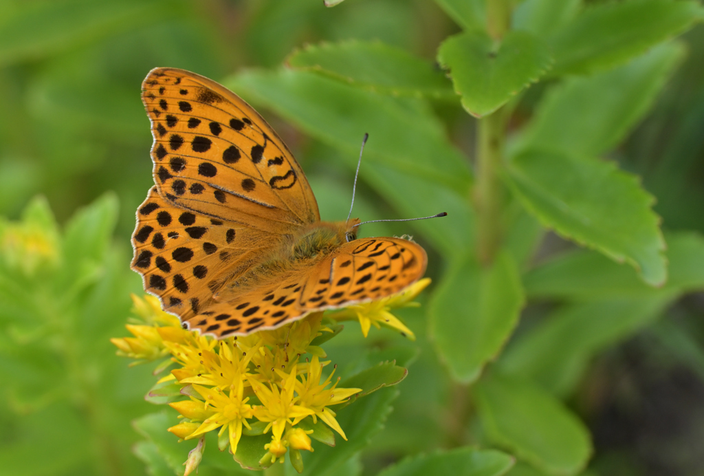 クモガタヒョウモン220616