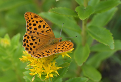 クモガタヒョウモン220616
