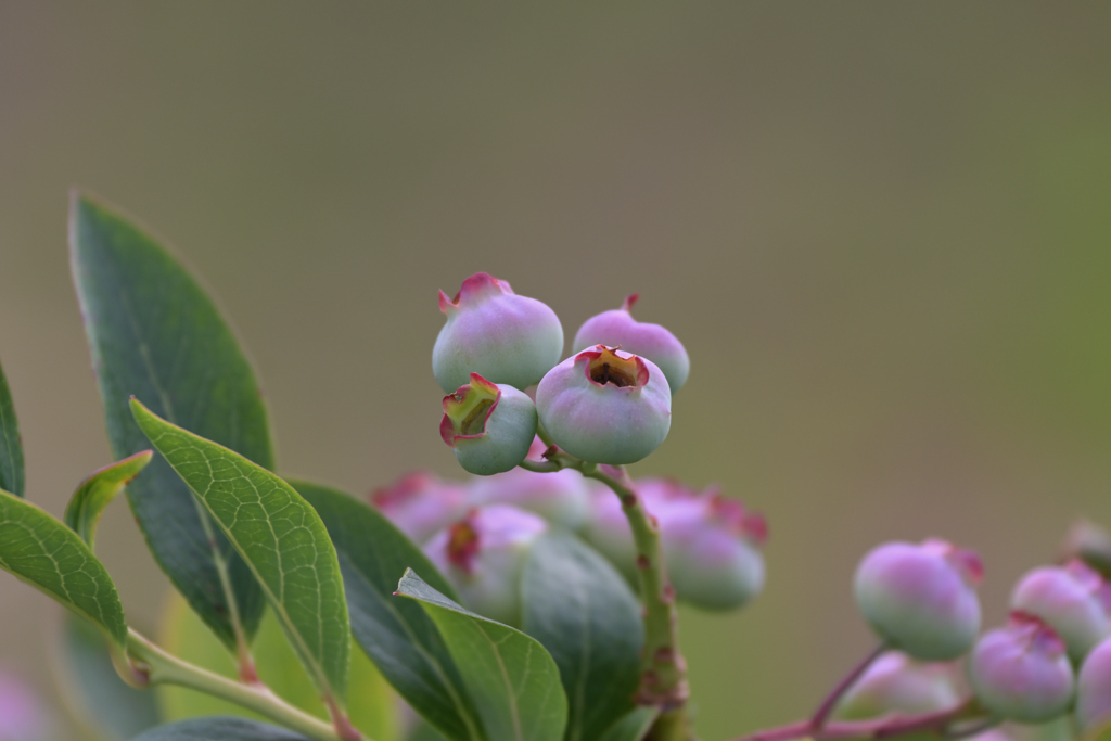 色付き始めました