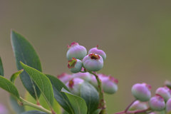 色付き始めました