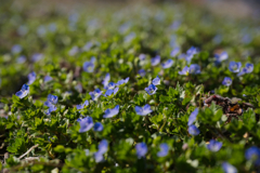 最初の花