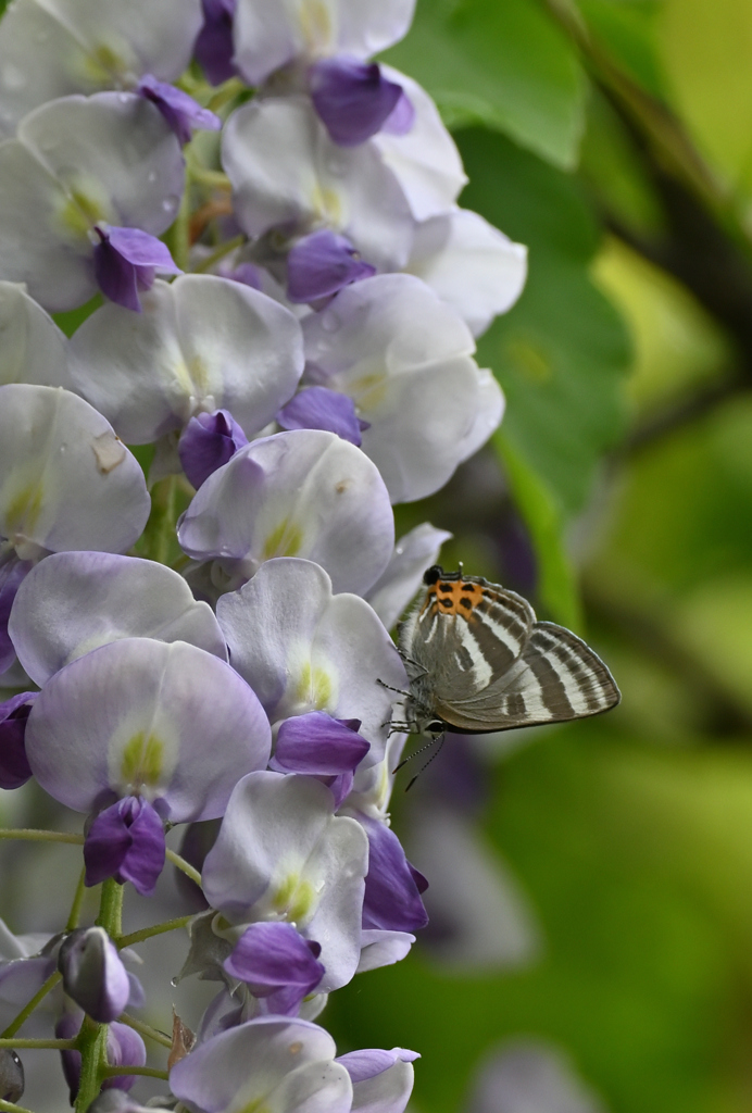 藤とトラフシジミ