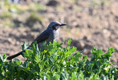 野菜をしっけい