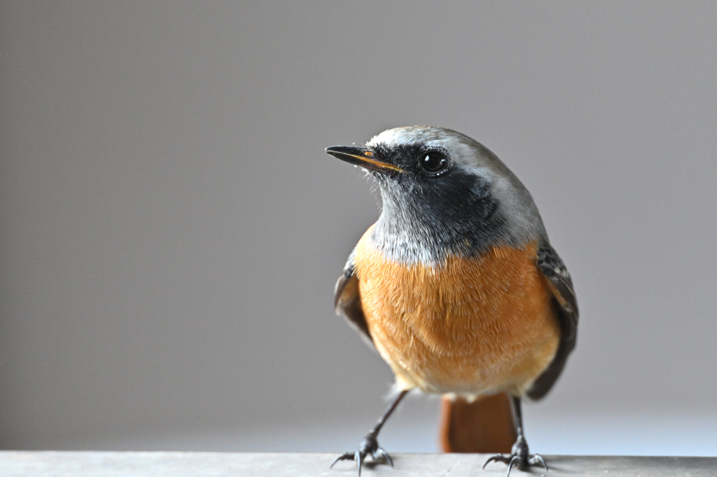 ジョビ雄アップ