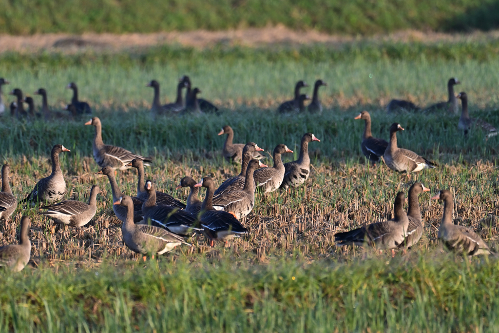 今年も来ました