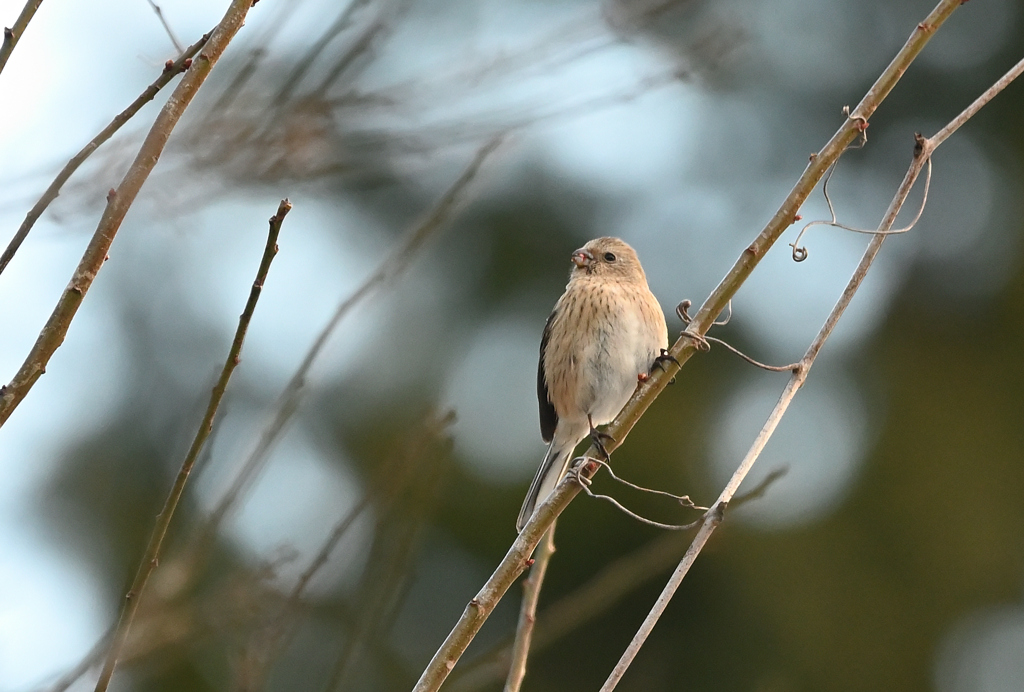 ベニマシ女さん