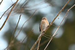 ベニマシ女さん