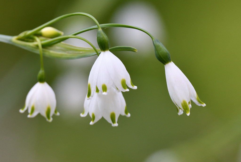 スズランスイセン