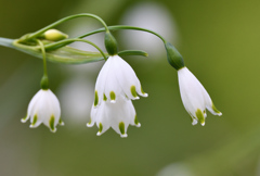 スズランスイセン