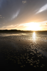 伊豆沼の夕日221011