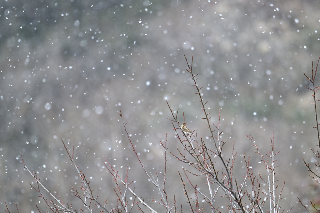 雪の中のカシラダカ