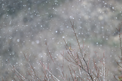 雪の中のカシラダカ