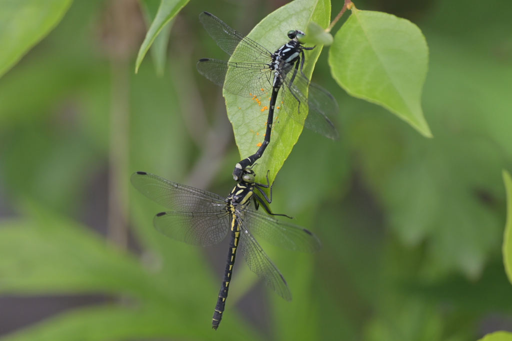 サナエトンボ220616