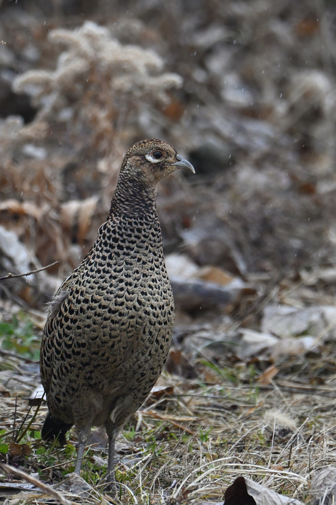 キジ♀
