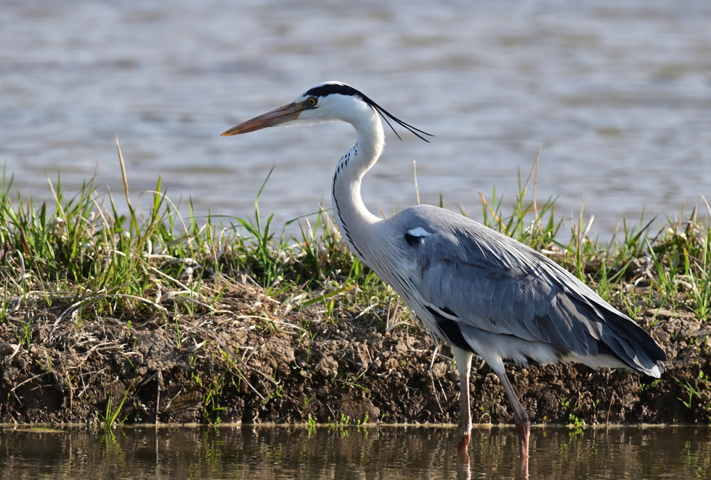 田んぼにお邪魔
