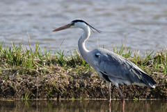 田んぼにお邪魔