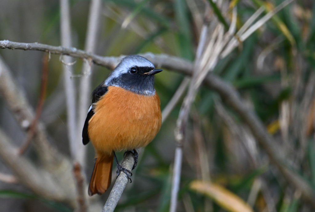 今年も来てくれました。