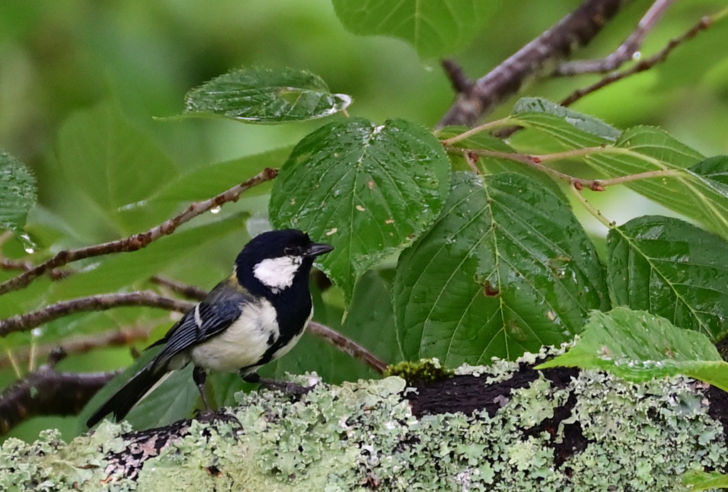 シジュウカラ220709