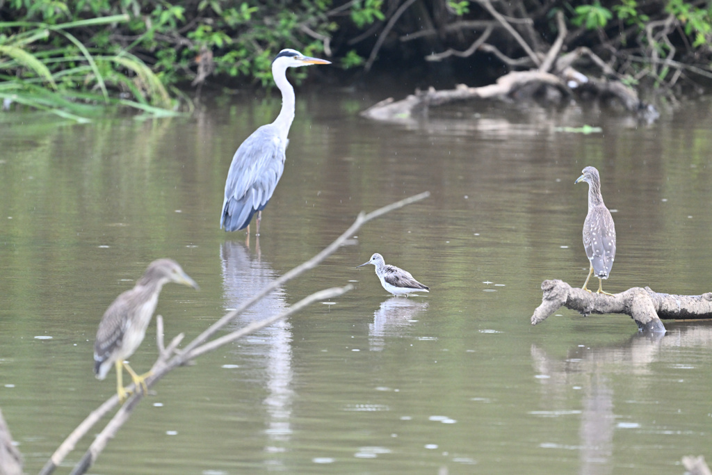 水鳥の楽園