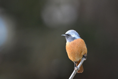 ジョウビダキ♂