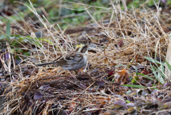 ミヤマホオジロ