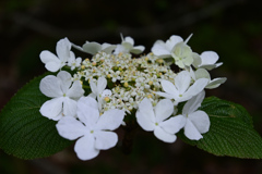 オオカメノキの花